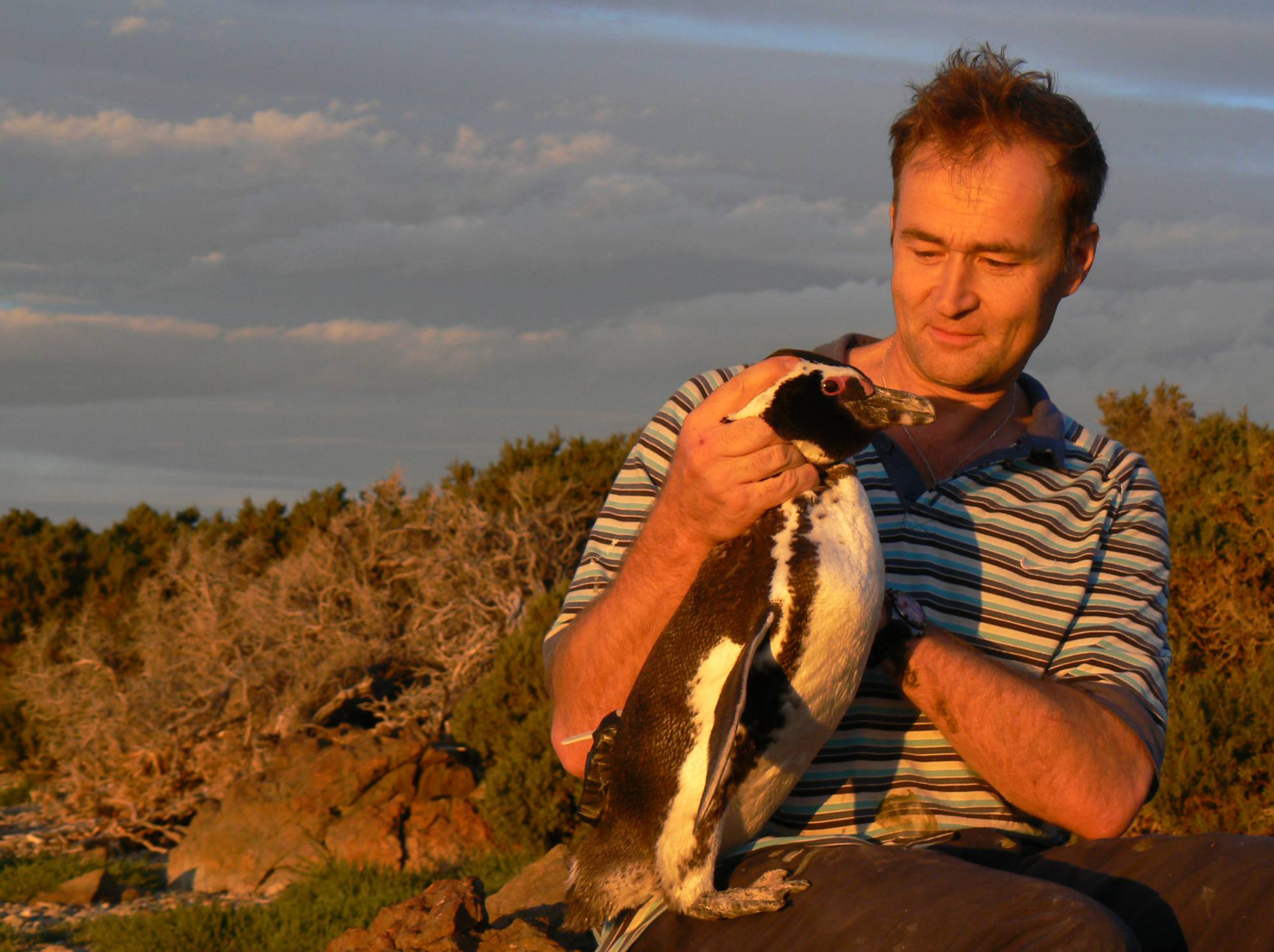 Prof Rory Wilson with a Magellanic penguin